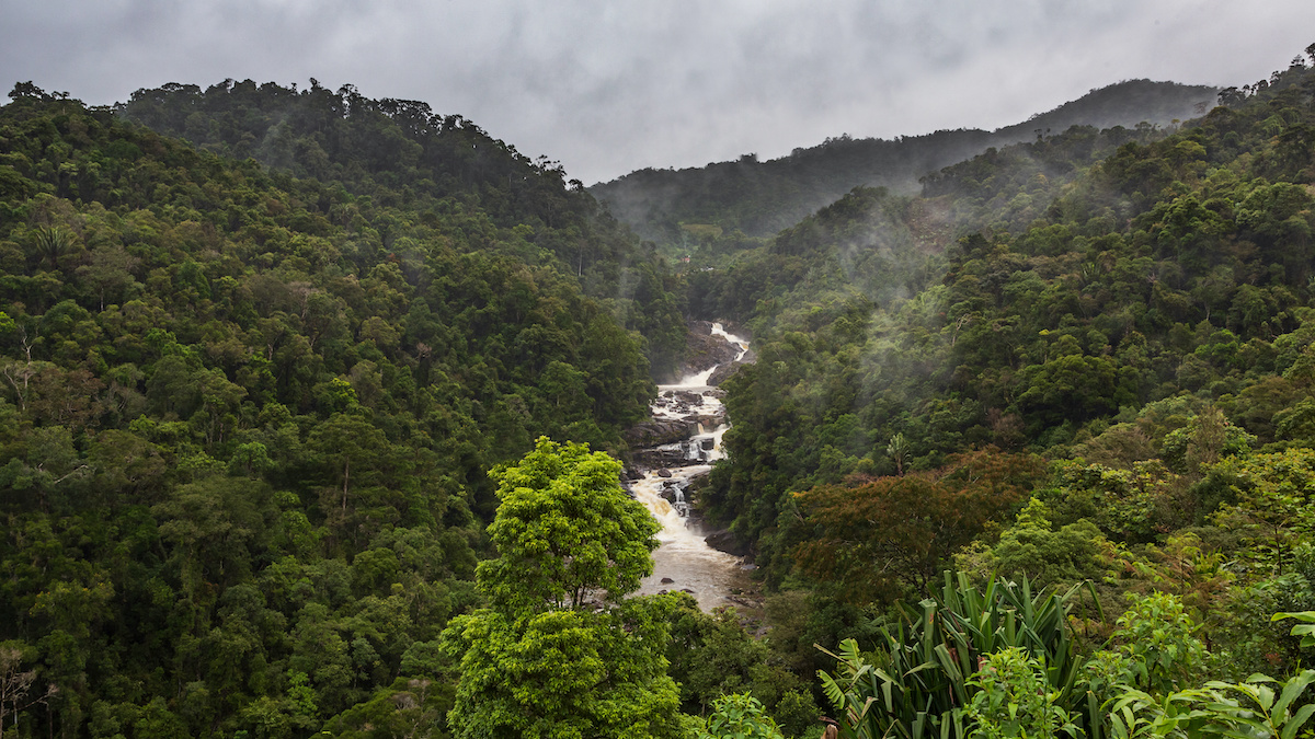 Rainforest in Madagascar