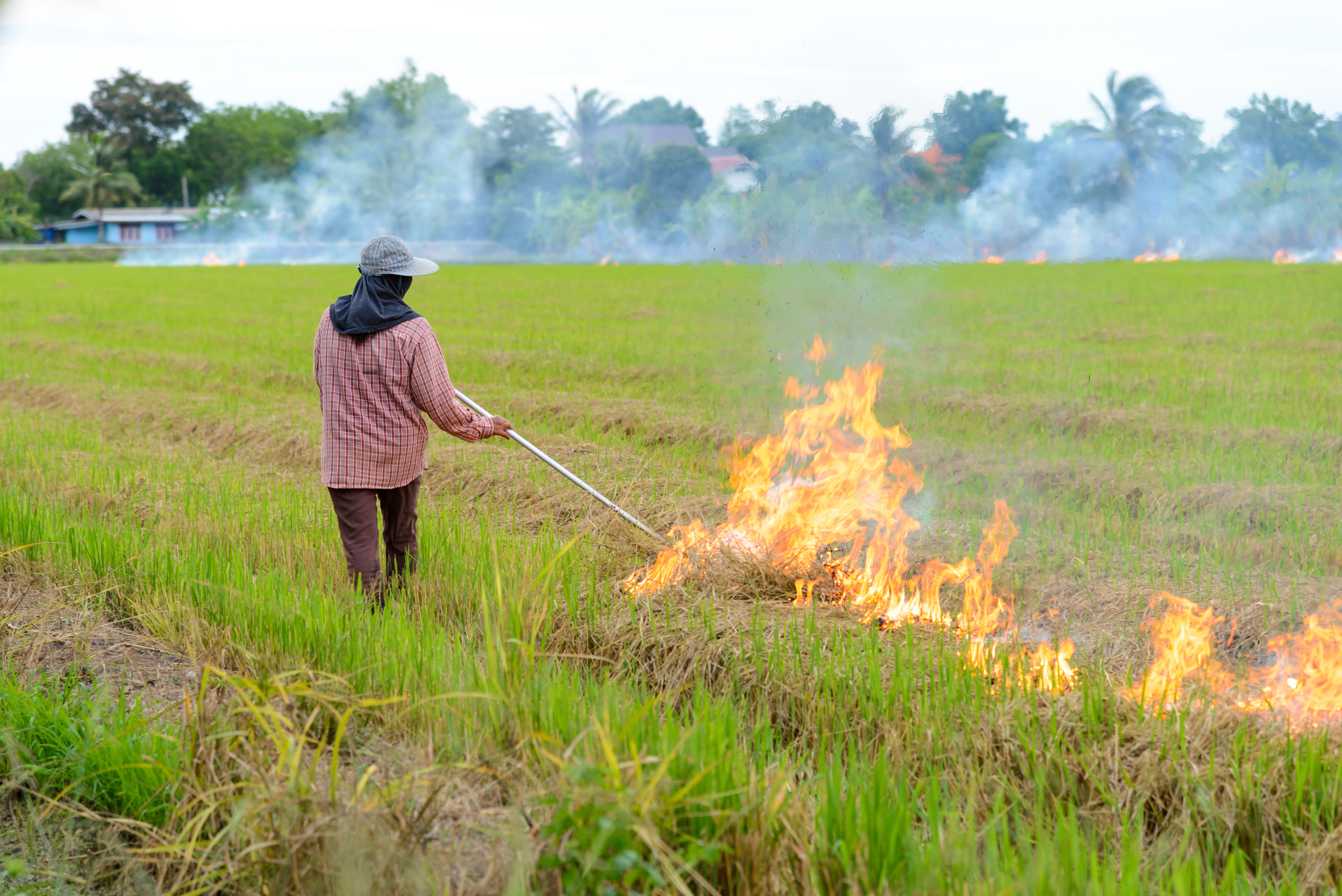 farmer burning crop stubble