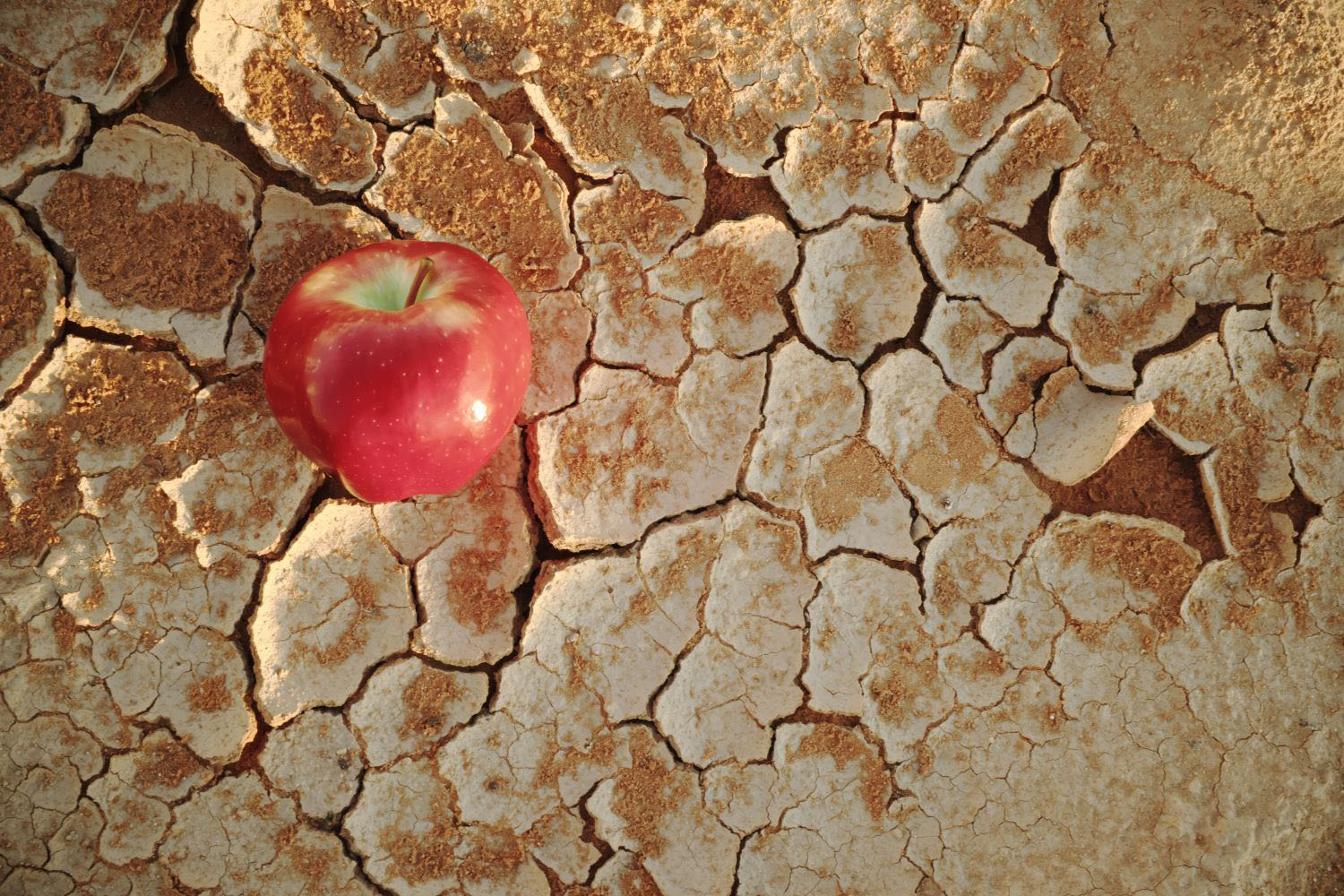 An apple on a dry cracked desert soil