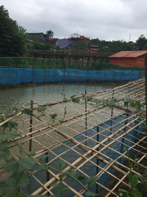 A view of aquaculture in Cox's Bazar